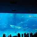 沖繩 美之海水族館