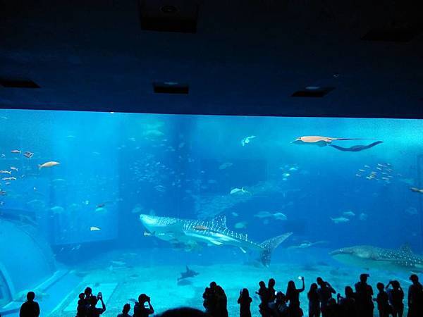 沖繩 美之海水族館