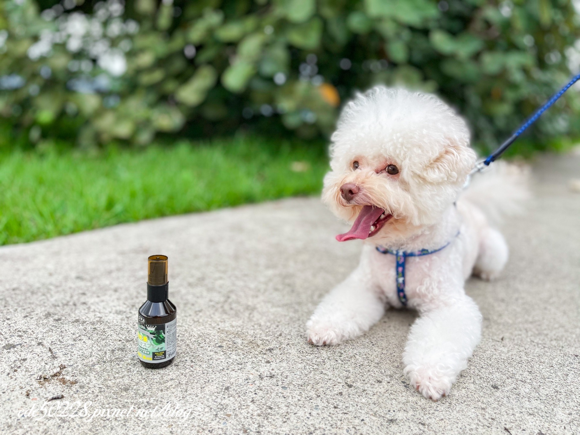 狗狗除蚤防蚊液推薦_汪汪寶貝