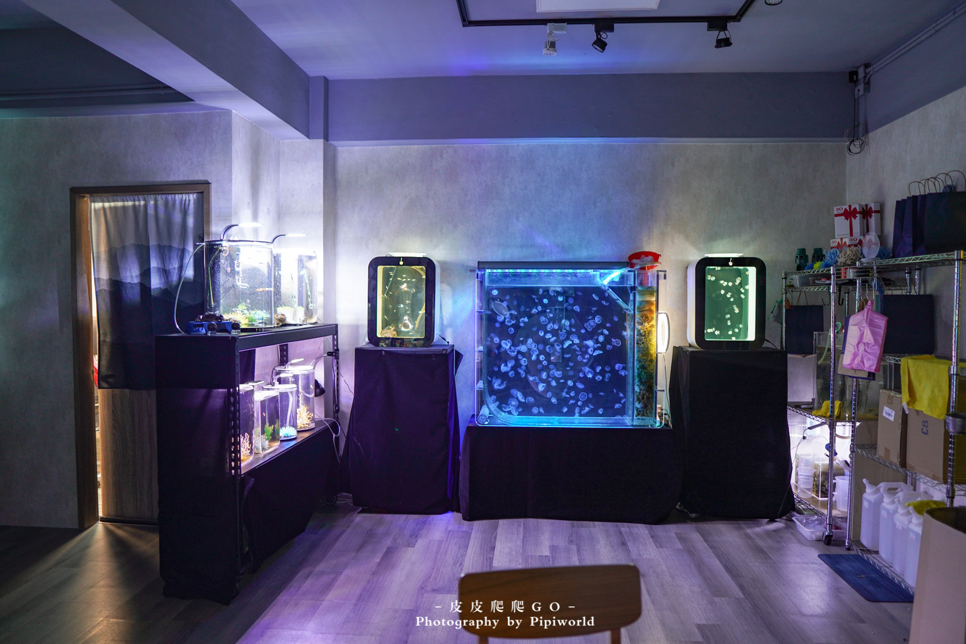 藍海療癒－台北第一家專業飼養水母海馬工作室