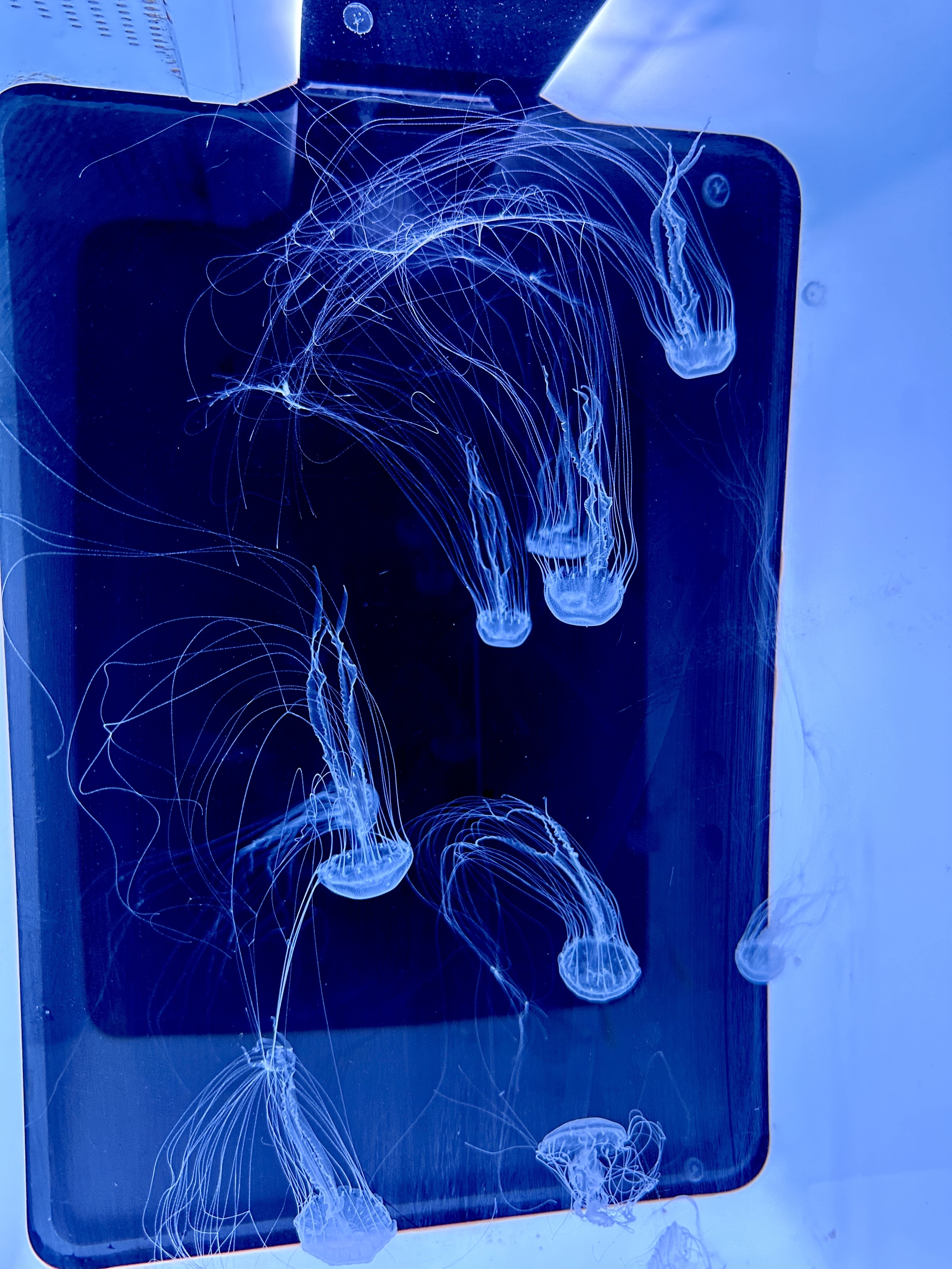 藍海療癒－台北第一家專業飼養水母海馬工作室