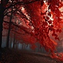 1360002263_fog_in_the_forest_hd_wallpaper_by_jaisonyr-d5tqk91