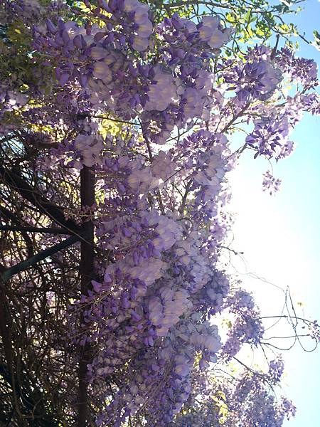 4月 紫藤花