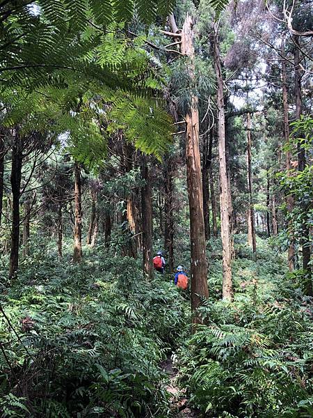 IMG_1417.JPEG IMG_1417.JPEG