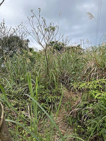 IMG_6324.JPEG IMG_6324.JPEG