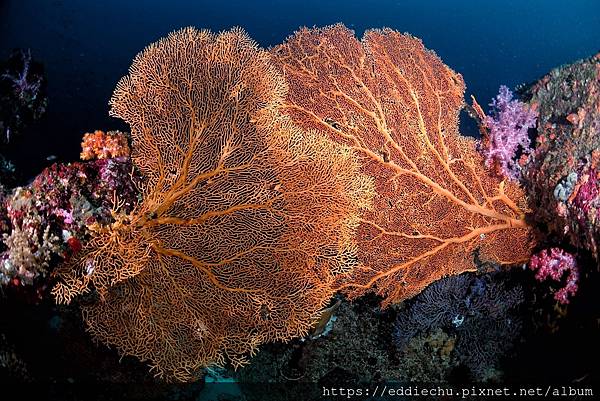 _DSC9942_Similan潛水