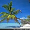 %5Bwallcoo_com%5D_beach_coconut_palm_51848.jpg