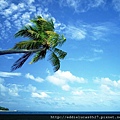 %5Bwallcoo_com%5D_beach_coconut_palm_beach_1003.jpg