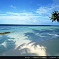 %5Bwallcoo_com%5D_beach_coconut_palm_beach_1011.jpg