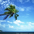 %5Bwallcoo_com%5D_beach_coconut_palm_beach_1003.jpg