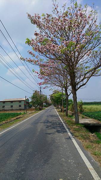 跟著書本去旅行 41. 嘉義六腳鄉：果然，向著光的地方，就會