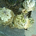 DSC00487.JPG