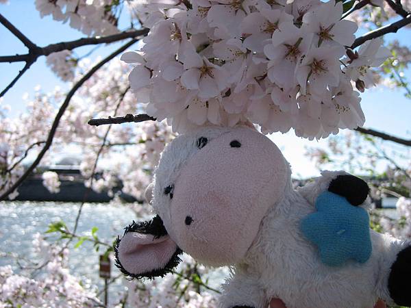 IMG_1755 IMG_1755