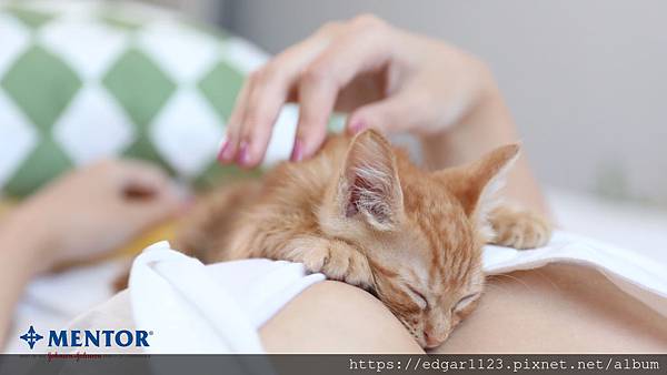 Mentor_小貓躺在乳溝上