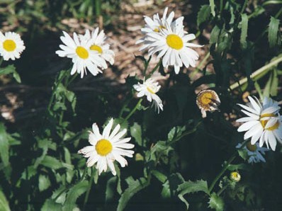 小菊花.jpg 小菊花.jpg