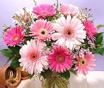 非洲菊.jpg 非洲菊.jpg