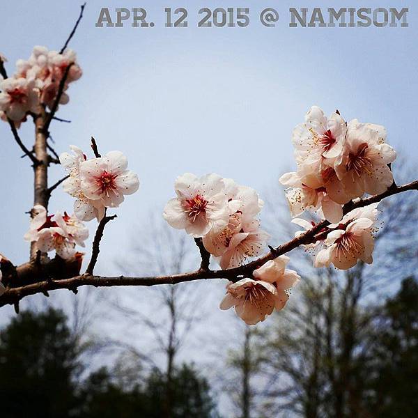 江原 遊樂 春川 南怡島 남이섬 初春賞花行 Funtime旅遊比價 江原 遊樂 春川 南怡島 남이섬 初春賞花行 Funtime旅遊比價