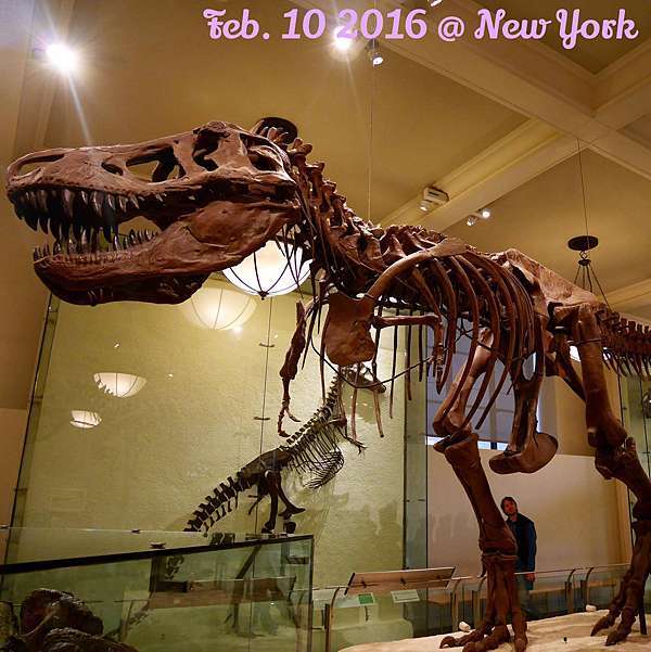 美國 遊樂 紐約 美國自然歷史博物館 American Museum Of Natural History 馬力歐x 韓國x 旅行生活 痞客邦 美國 遊樂 紐約 美國自然歷史博物館 American Museum Of Natural History 馬力歐x 韓國x 旅行生活 痞客邦