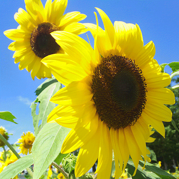 Takikawa-Sunflower.gif