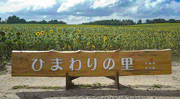 Takikawa-sunflower-4.gif