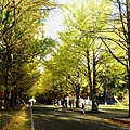 Hokkaido-University-Gingko-Avenue.jpg