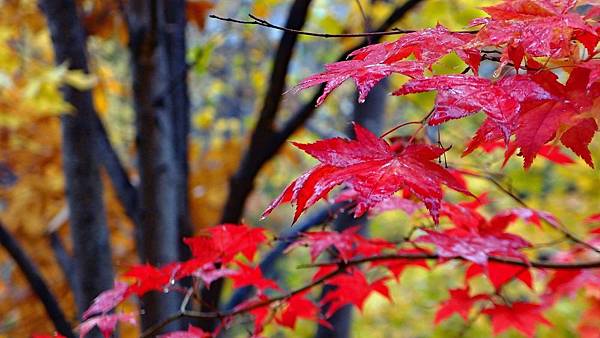 Jozankei-red-leaves.jpg