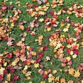 Kyogoku-red-leaves-6.jpg