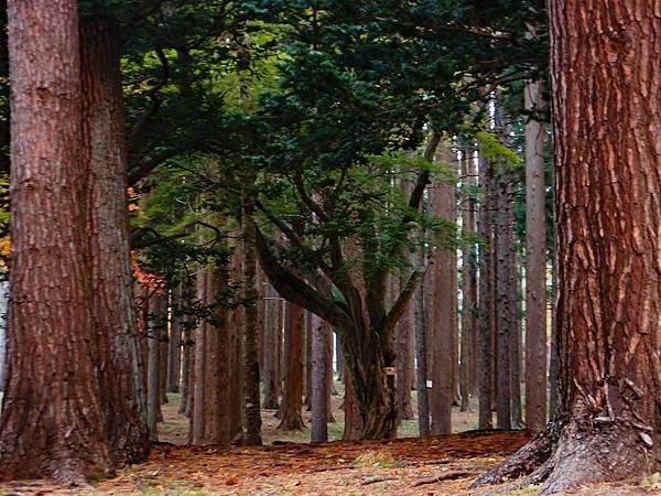 Hakodate-Kousetsuen-Miharashi-2-Resized.jpg Hakodate-Kousetsuen-Miharashi-2-Resized.jpg