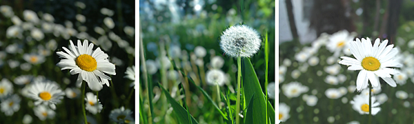 Higashikawa-Flowers.png