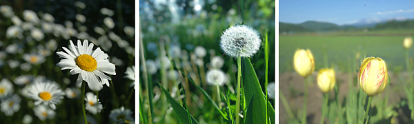 Higashikawa-Flowers-2.png