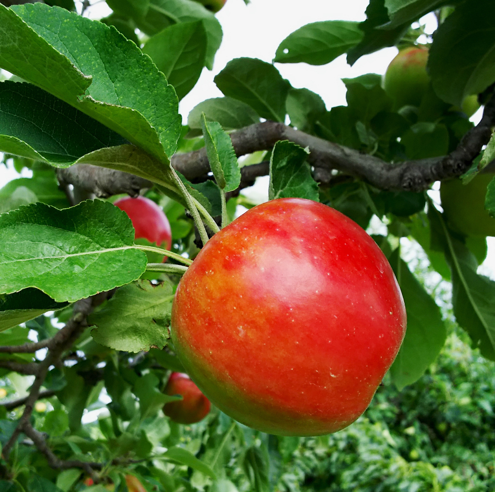 Yamamoto-Fruit-Picking-5.jpg