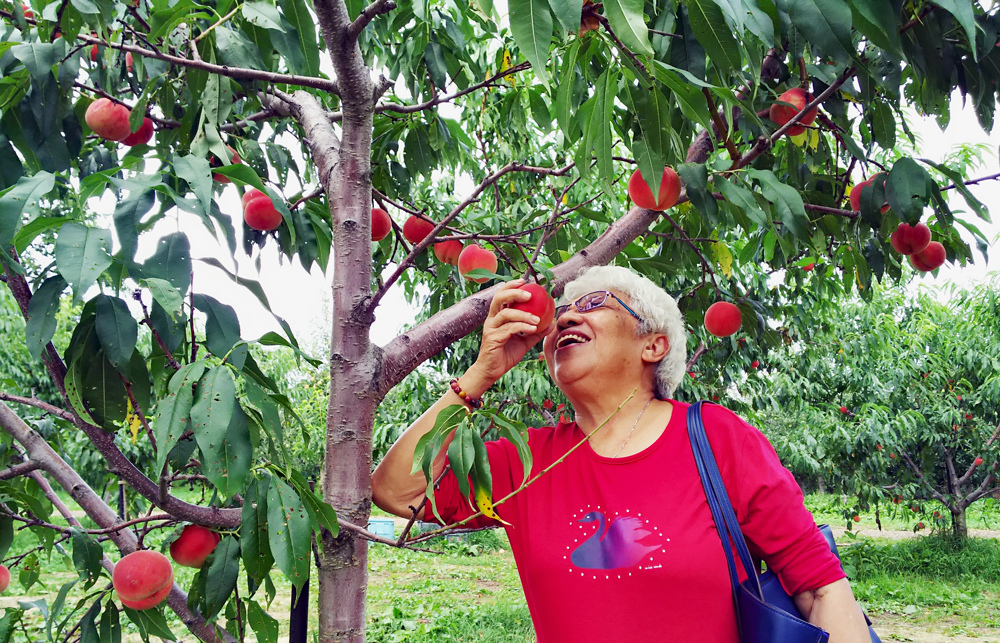 Yamamoto-Fruit-Picking-Hokkaido-3.jpg