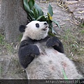 熊貓ㄚ頭3.JPG