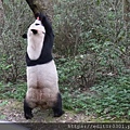 Panda3.JPG