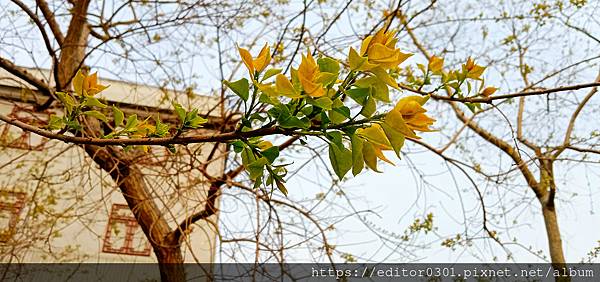 烏桕1.jpg 烏桕1.jpg