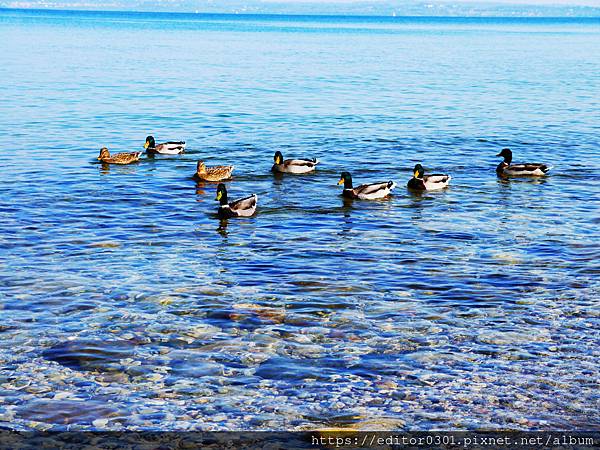 鴨子1.jpg 鴨子1.jpg
