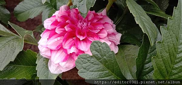 春雨潤如酥(青年日報副刊) 春雨潤如酥(青年日報副刊)