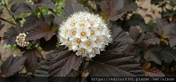 風箱果.jpg 風箱果.jpg