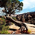 Juniper at Canyon Rim Trail 4