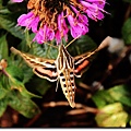 Hummingbird moth 1.JPG