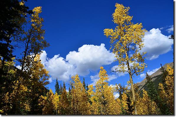Aspen at Guanella Pass 2.jpg