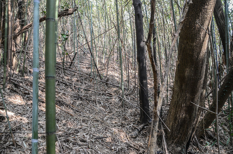 大坪窩山廢產道底上切竹林