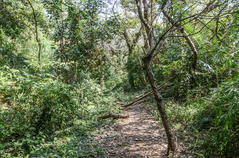 大平窩尾山鐵門內水泥路