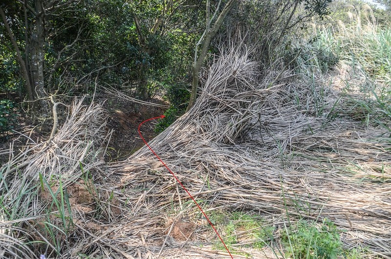 大平窩尾山大芒草原左切登山小徑