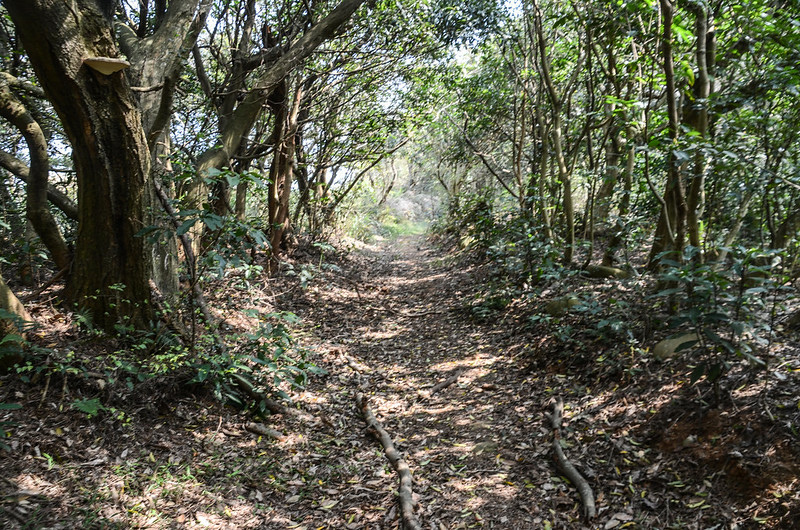 大平窩尾山登山小徑 (1)