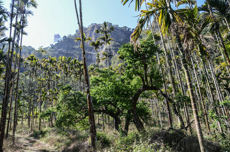 掘沓山檳榔園、梅園 (1)