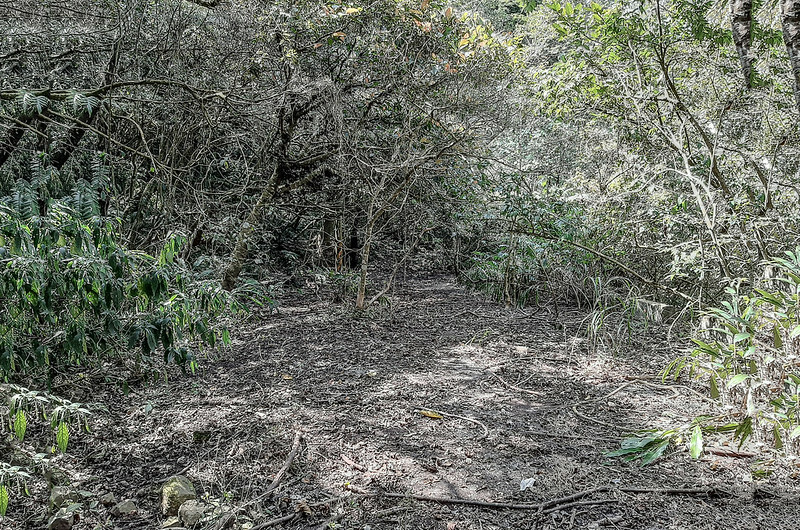 掘沓山廢產道 (2)