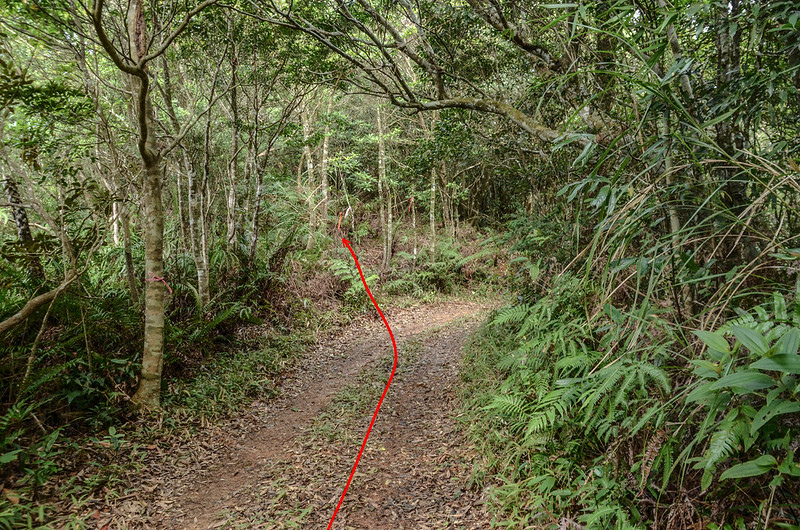 內文北山產道左切入林處