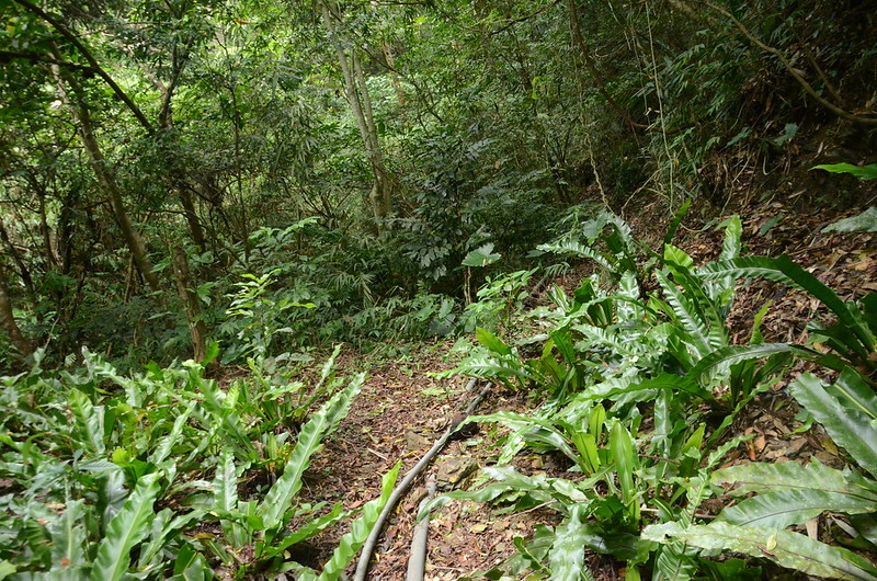 內文南山山蘇園進投入山徑