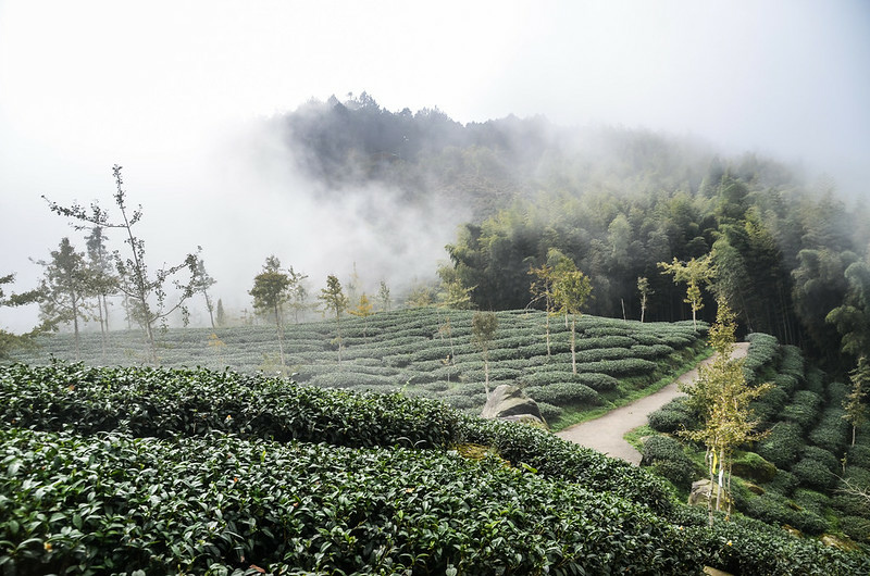 志騰山茶園景觀 (1)